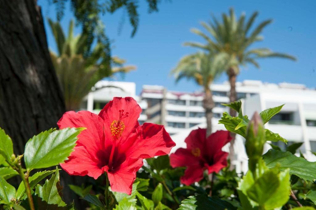 Optimist Las Americas Playa de las Americas  Exterior foto